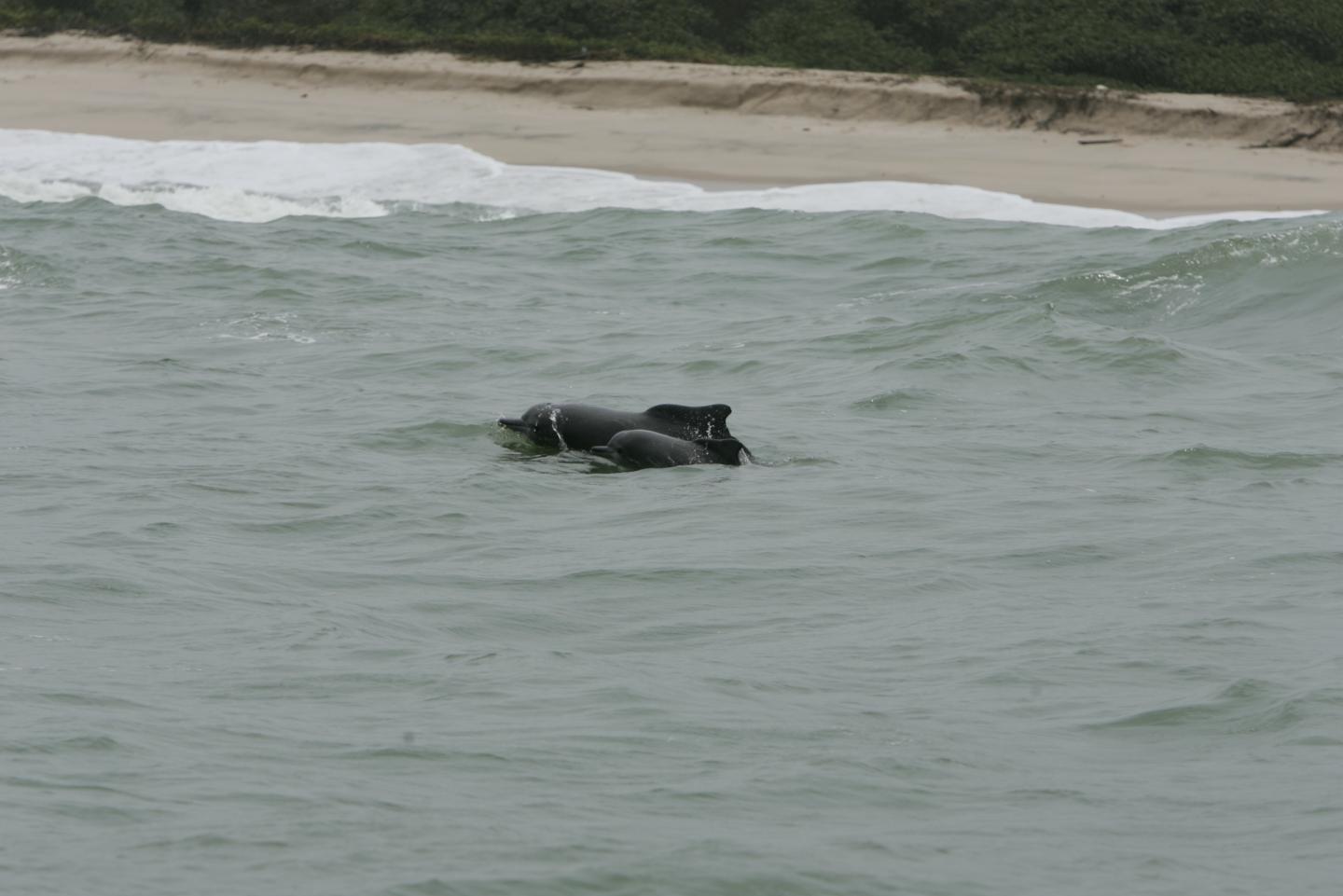 Atlantic Humpback Dolphin
