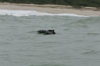 Atlantic Humpback Dolphin