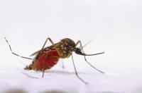 <i>Aedes aegypti</i> Mosquito