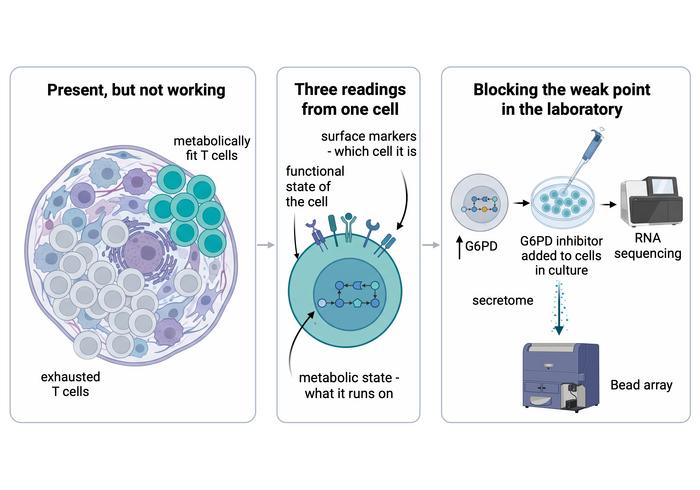 https://www.newswise.com/articles/confirm/855640#:~:text=Exhausted%20Immune%20Cells