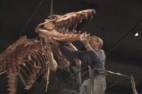 50-Foot-Long Skeleton