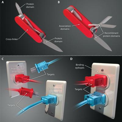 Engineered Proteins Pull Double Duty