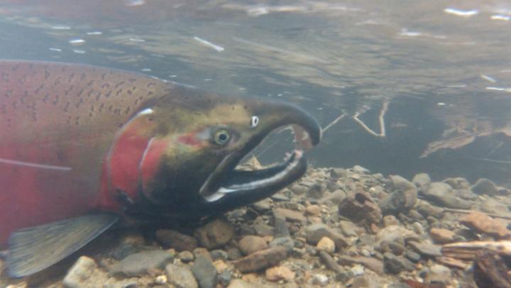 Coho Salmon