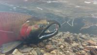 Coho Salmon