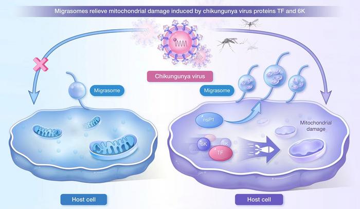 Migrasome-driven mitocytosis relieves mitochondrial damage induced by chikungunya virus TF and 6K