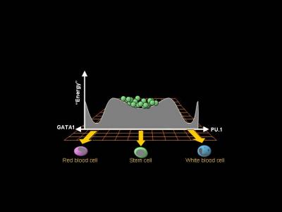 Stem Cell Attractors