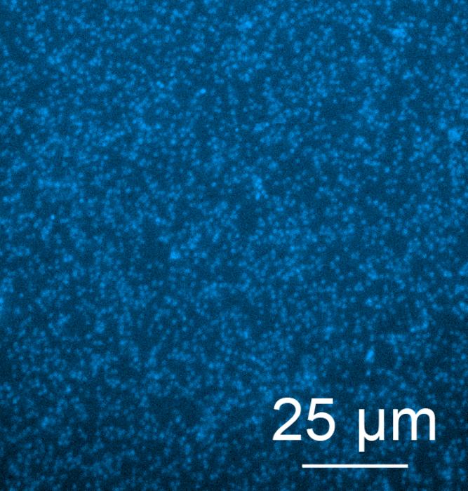 Fluorescence Imaging of Labeled Furyl-Gramicidin S in S. aureus