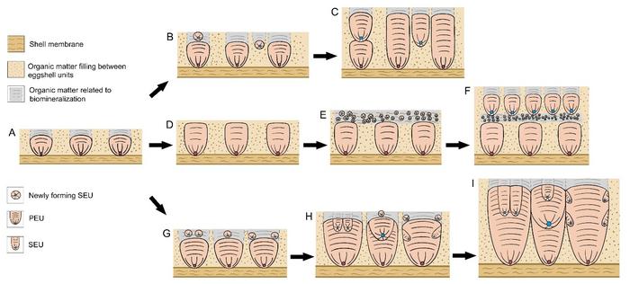 Formation mechanism of dinosaur eggshells containing SEUs