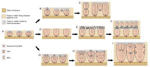 Formation mechanism of dinosaur eggshells containing SEUs