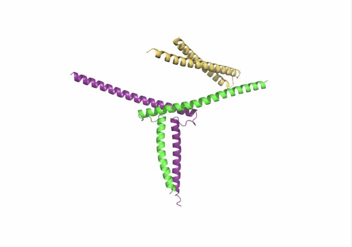 Structure of the phytoplasma protein PHYLOY