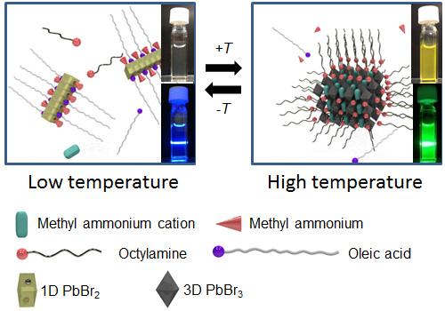 Figure 2 Proposed Structures in the Solution at Low Temperature 