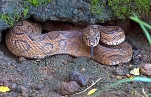 Climate change may contribute to new snakebite hotspots in India