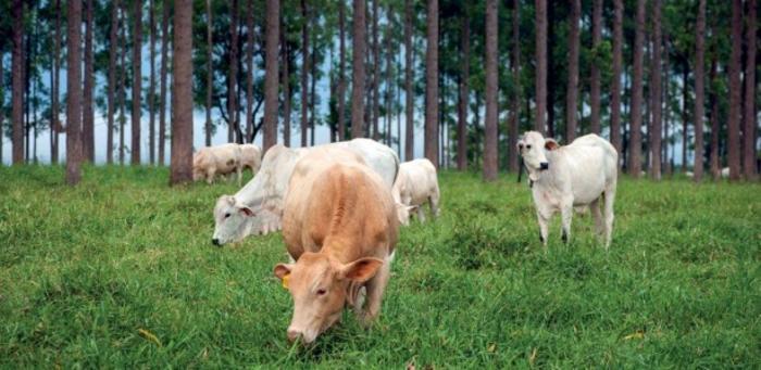 Although research on animal production and climate is growing, bringing science to the field remains challenging