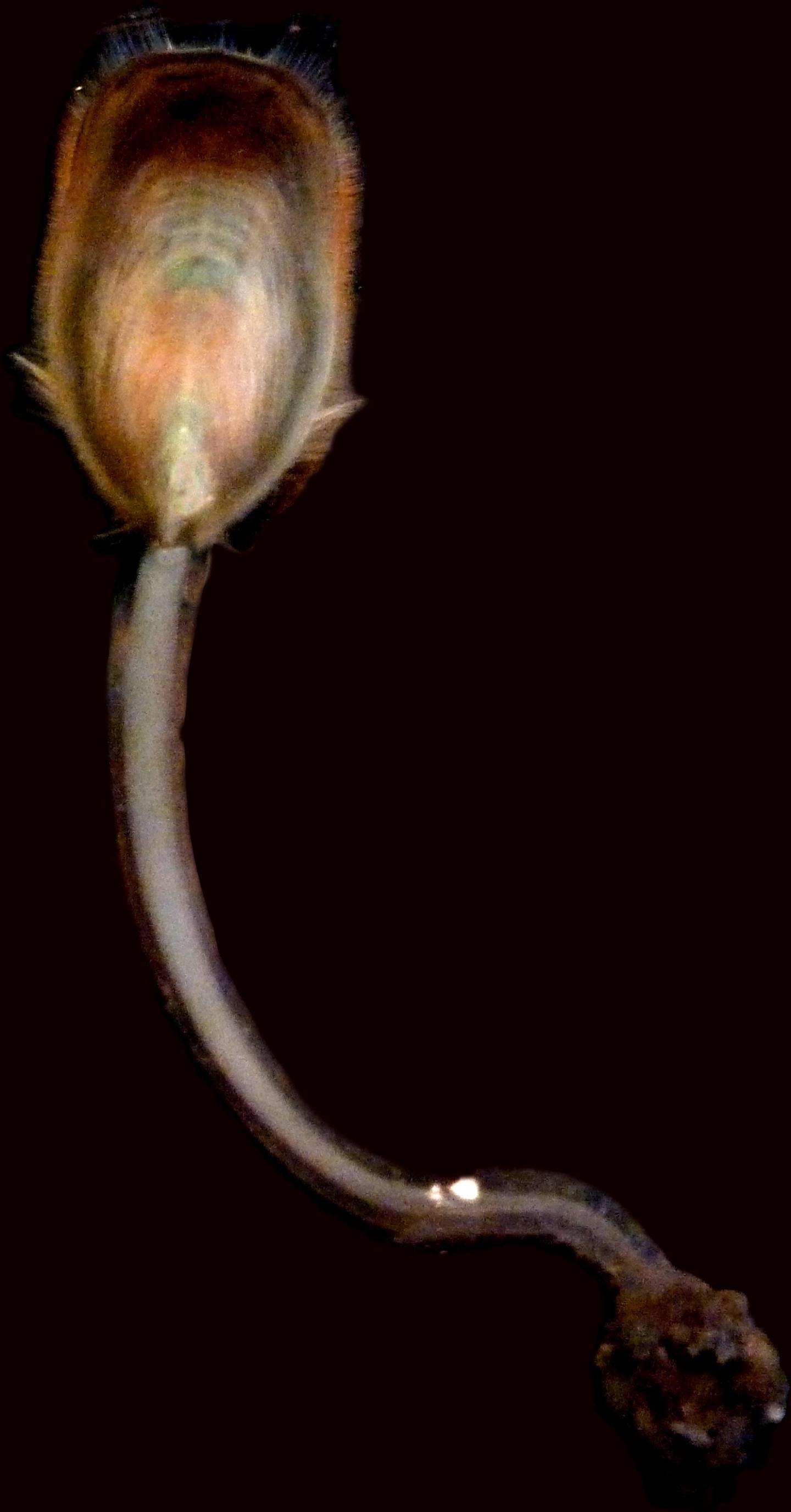<i>Lingula anatina</i>