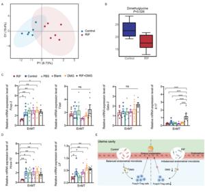 Reproductive tract microbiota affects DMG levels in SD rats and the impact of DMG on endometrial receptivity and Treg cell dynamics