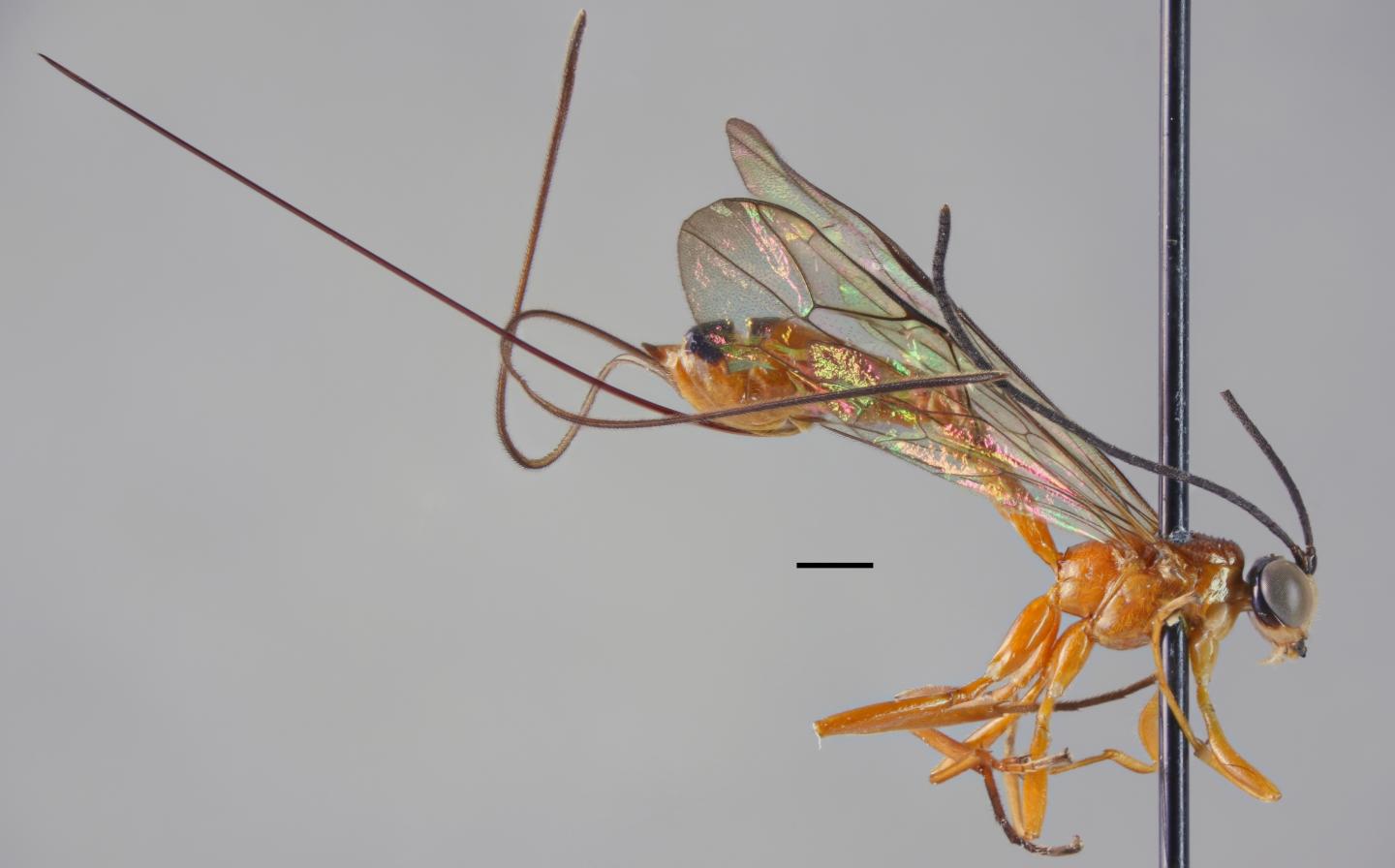 <i>Epirhyssa johanna</i>
