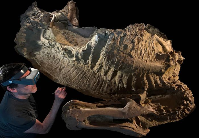 Juvenile dinosaur mummy with preparator Tyler Keillor