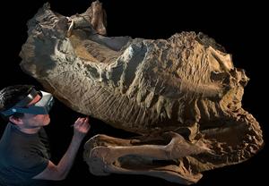 Juvenile dinosaur mummy with preparator Tyler Keillor