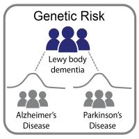 Lewy Body Dementia Ties to Alzheimer's and Parkinson's Diseases