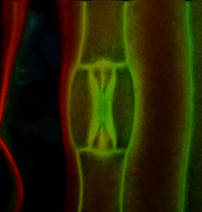 A grass “breathing pore” consists of two central, dumbbell-shaped guard cells and two lateral helper cells.
