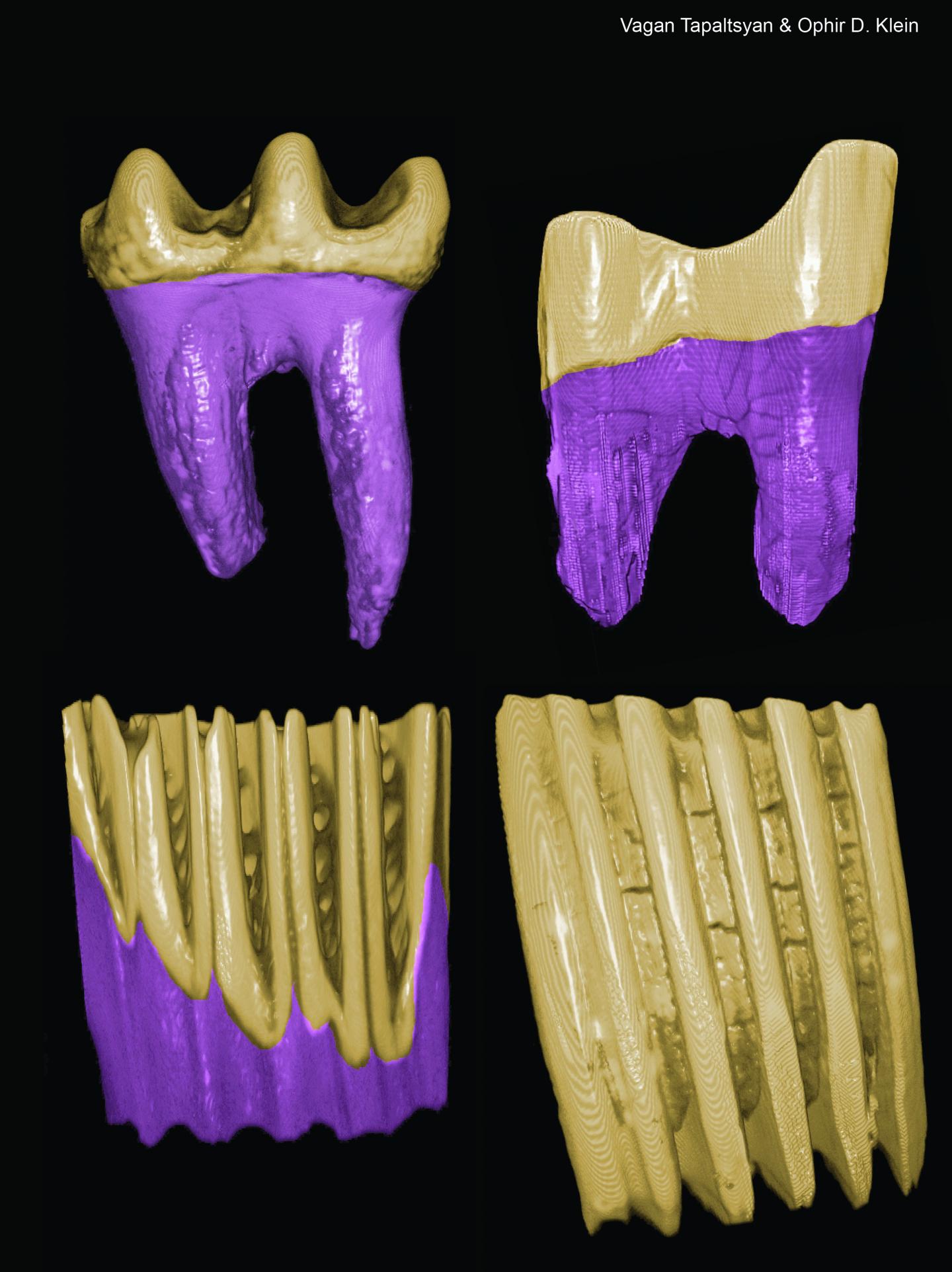 Crown: Root Ratios