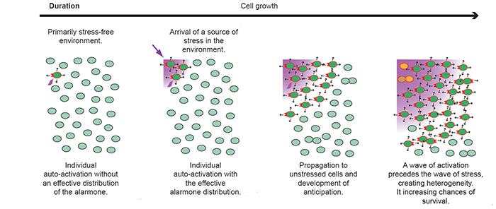 Discovery of a new defence mechanism in bacteria