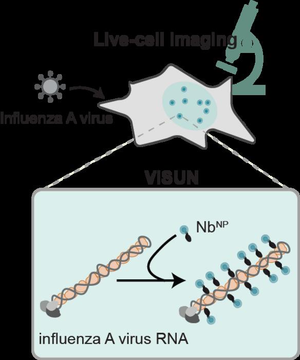 Schematic representation of VISUN