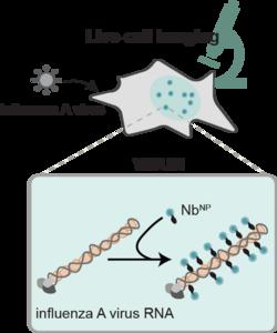 Schematic representation of VISUN