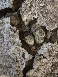 Snowy plovers