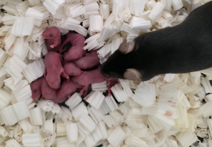 A mother mouse with her pups.