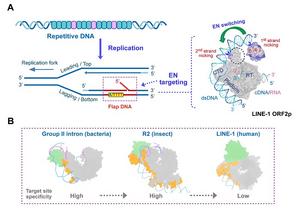Molecular mechanism of DNA targeting and cleavage by LINE-1 reverse transcriptase