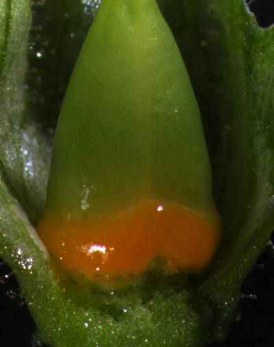 Ovary