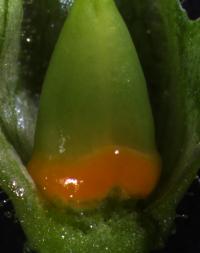 Ovary