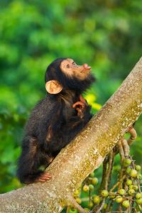 Wild chimpanzees learn how to communicate from relatives on mom’s side, not dad’s