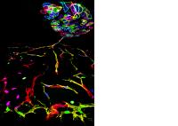 Figure New Genetic Tools