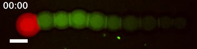 Signal Molecules Induce Fluorescence