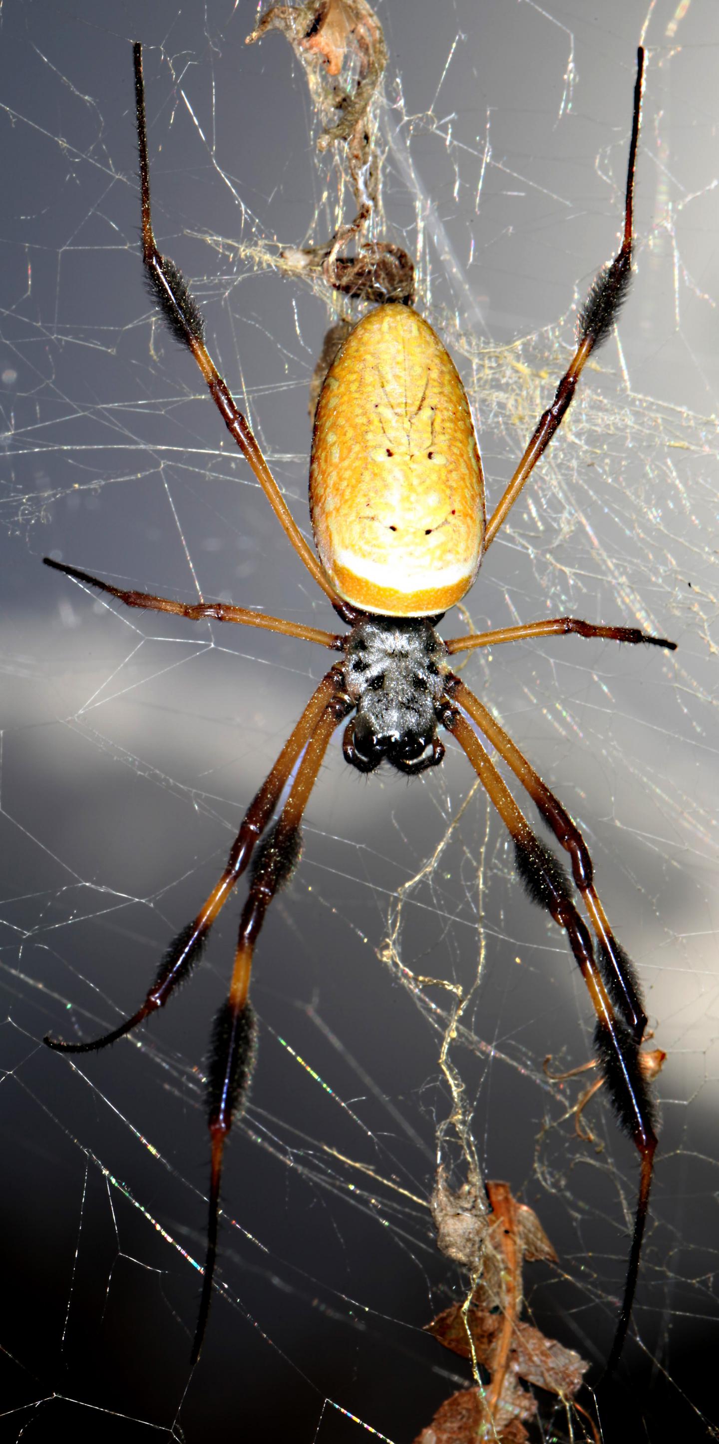 Golden Orb-Weaver Spider