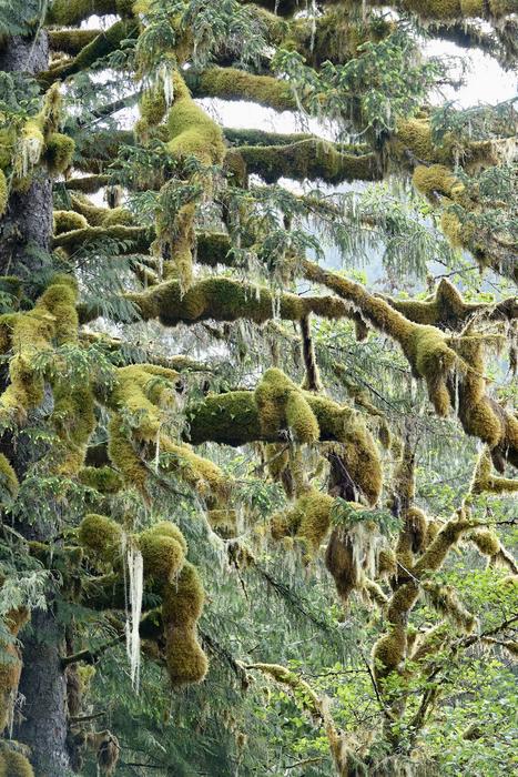 Moss clad trees in the Great Bear Rainforest.