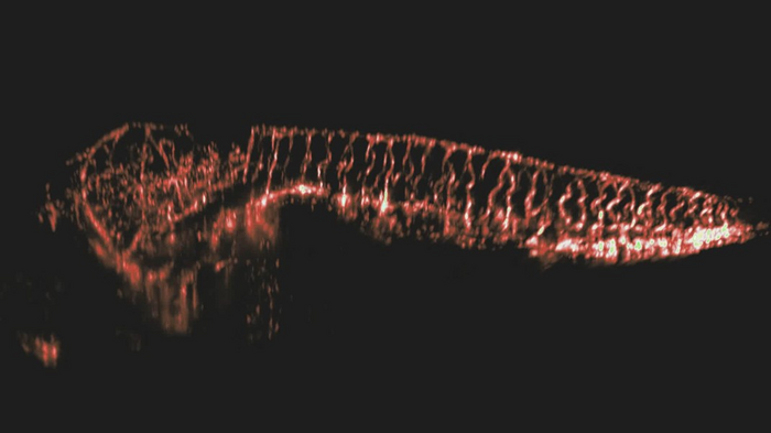 Zebrafish vasculature