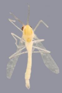 <i>Tanytarsus heberti</i>