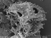 Squash pollen