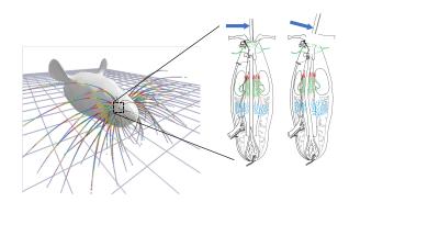 Whisker model
