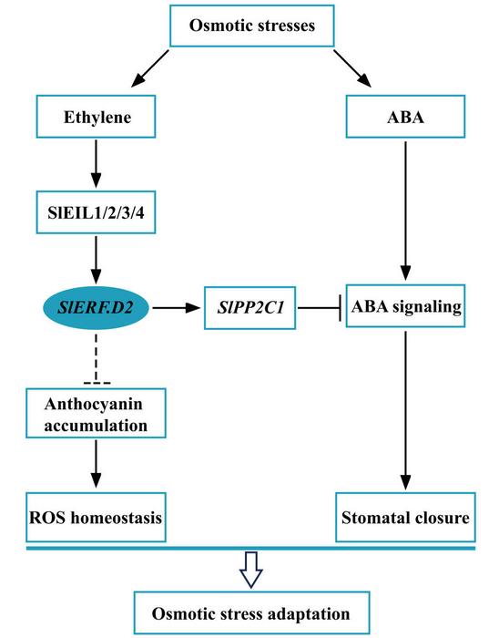 A proposed working model of SlERF.D2-mediated osmotic stress adaptation in tomato.