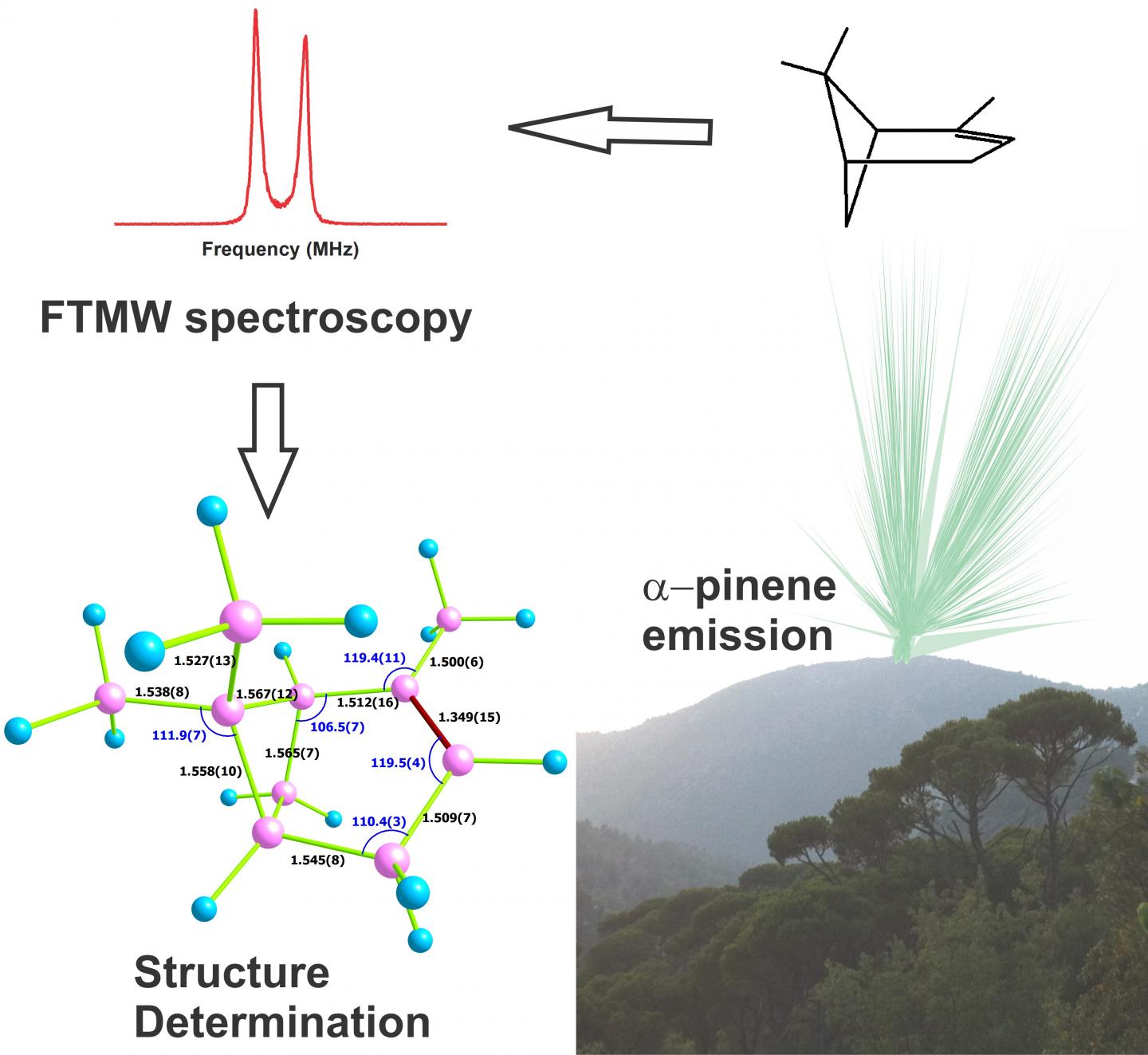 Gas-Phase Structure of Alpha-pinene