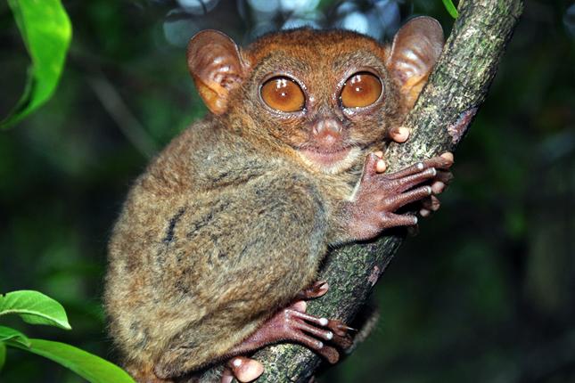 Tarsier Genome Decoded