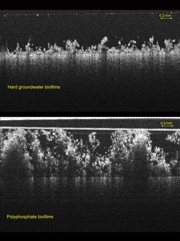 Biofilms