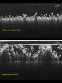 Biofilms