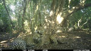 Jaguars in Brazil