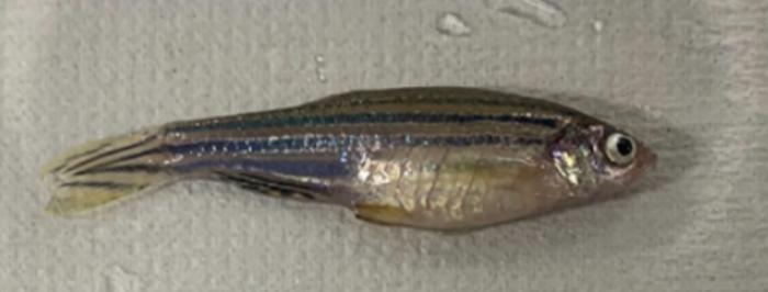 Zebrafish