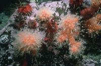 Iceberg Scour Affects Biodiversity (2 of 2)